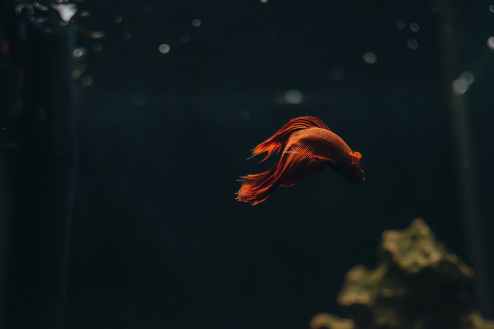 Photograph by Ярослав Саватейкин