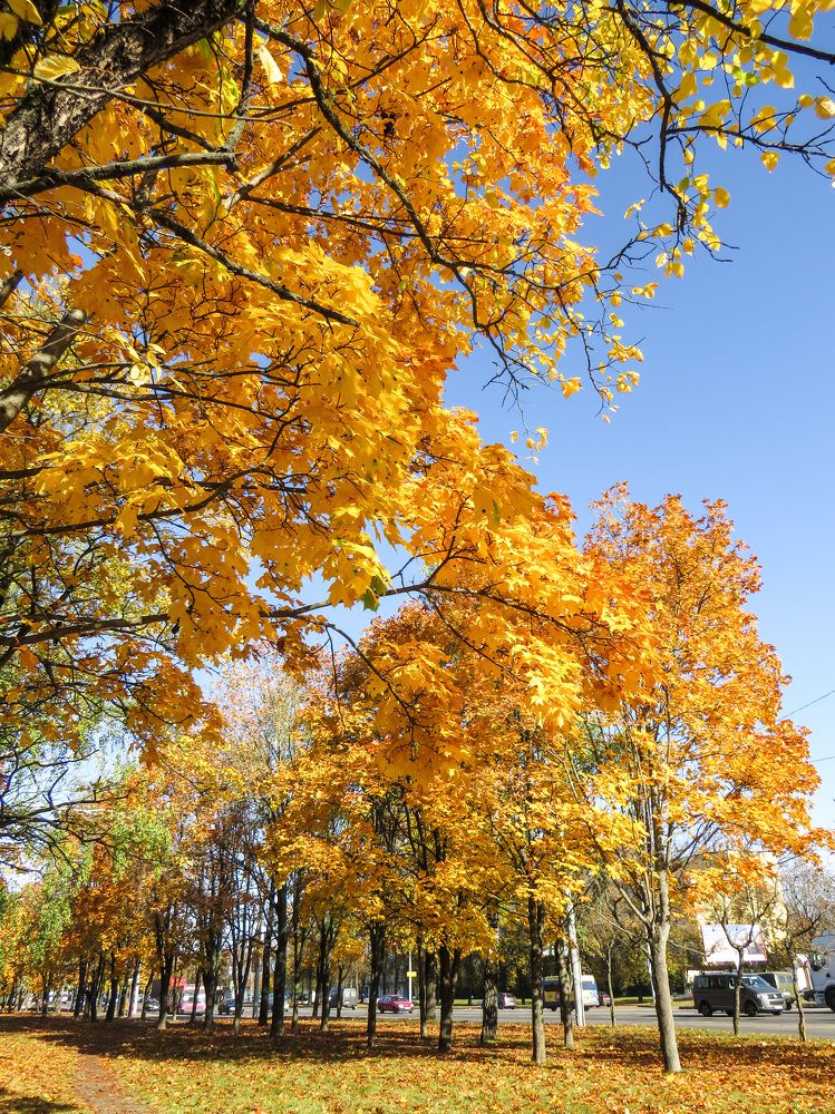 Yellow trees on a sunny day