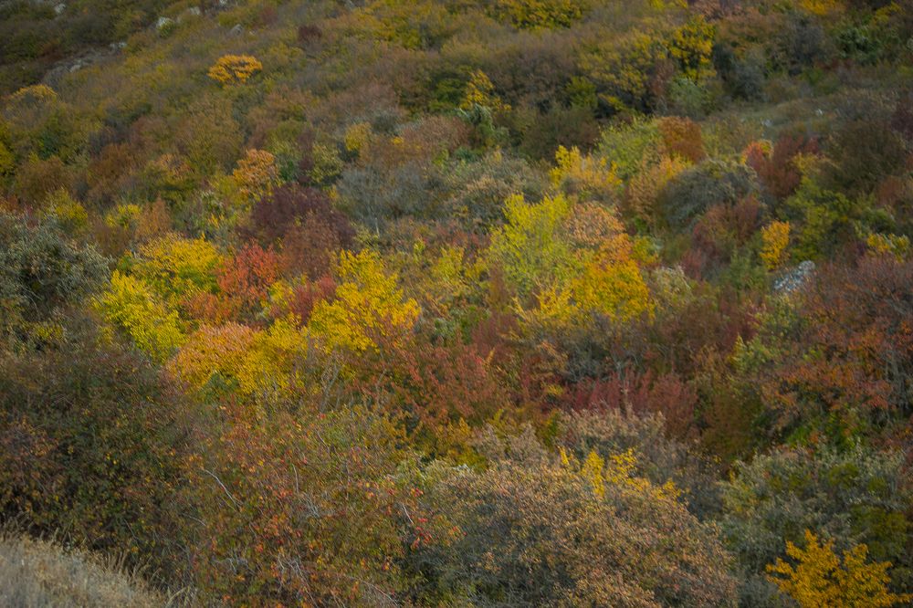 Photograph by Елена Шахова