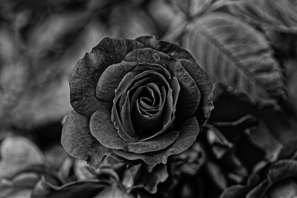 Photograph by Aleksei Degtjarjov