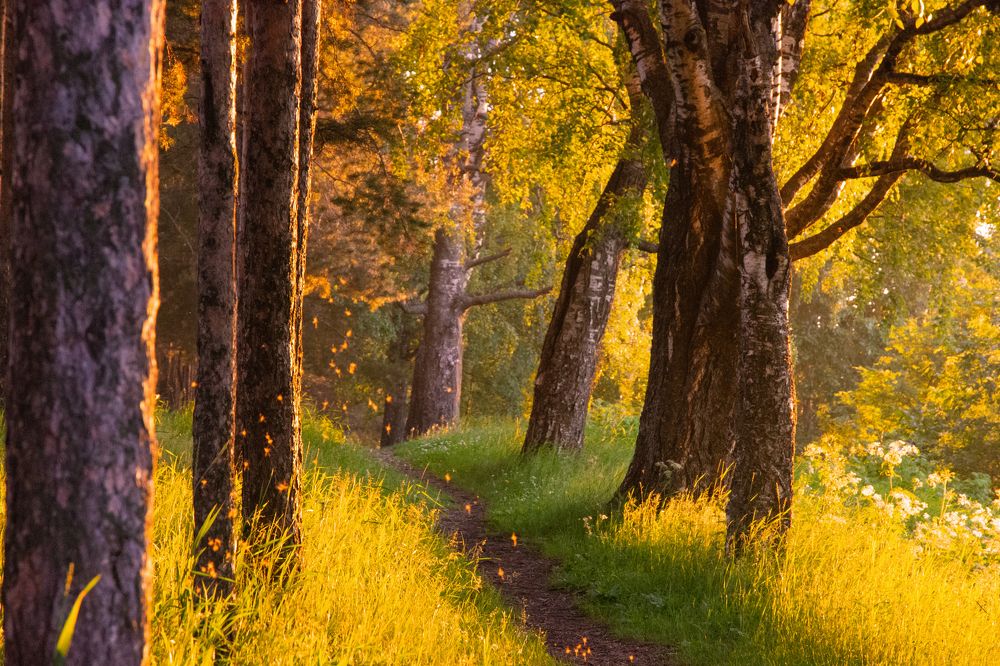 Осенний парк