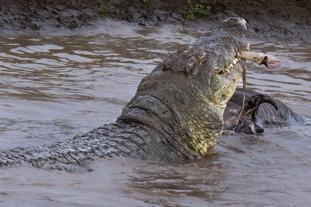 Photograph by Ali Khataw