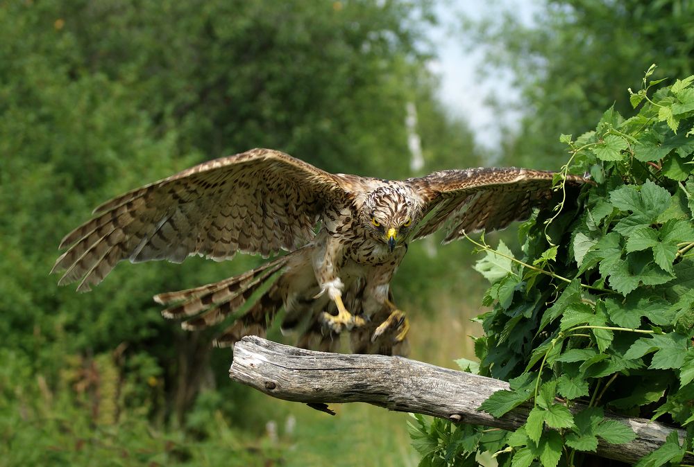 Photograph by Svetlana Karnauh Карнаух