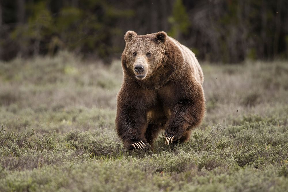 Photograph by Jorn Vangoidtsenhoven