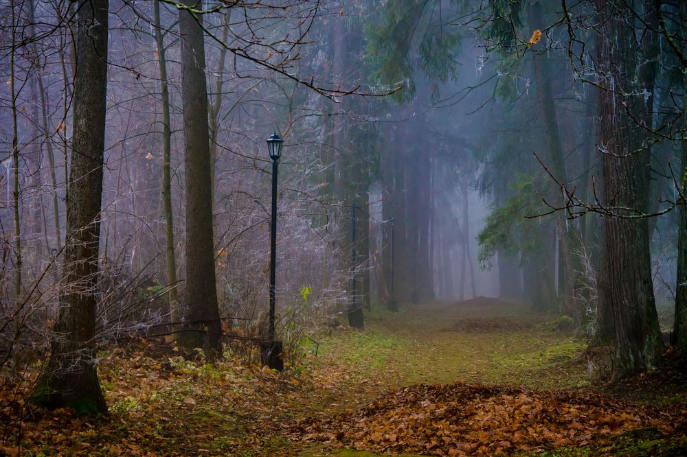 Photograph by Ольга Заповедная