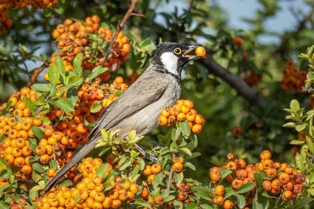 Photograph by sadegh alavi