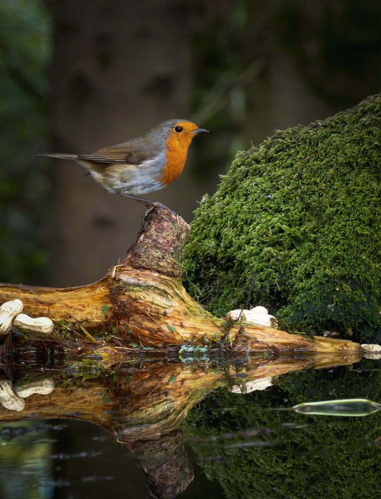 Фотография автора Michael Gault