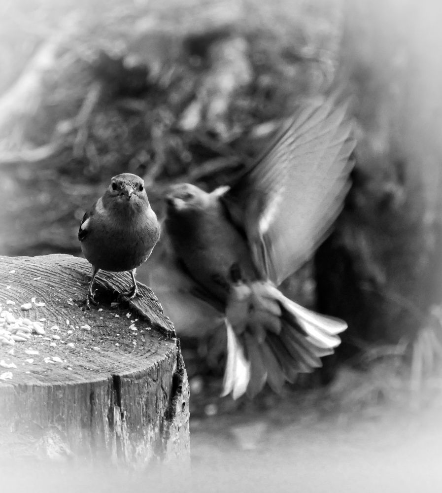 Фотография автора Michael Gault