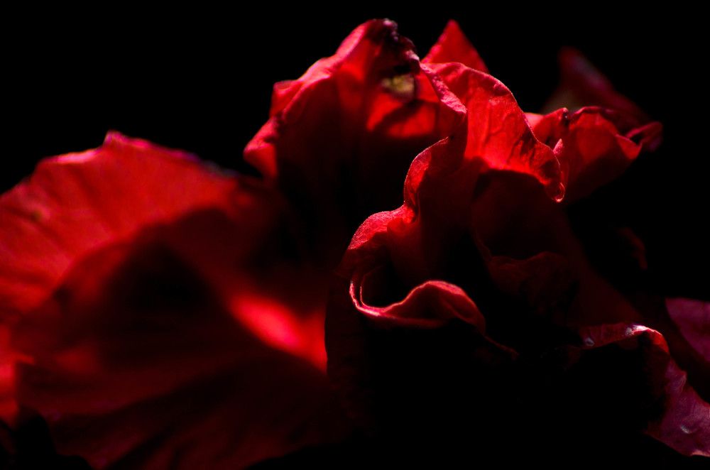 Photograph by Glenn Villarama