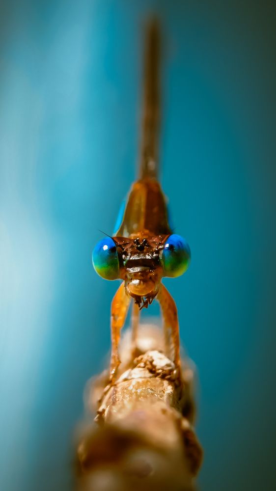 Let the Light Explain Their Character