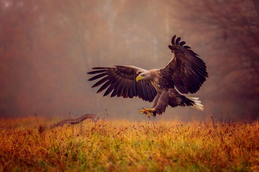 Photograph by Adamov Eddie