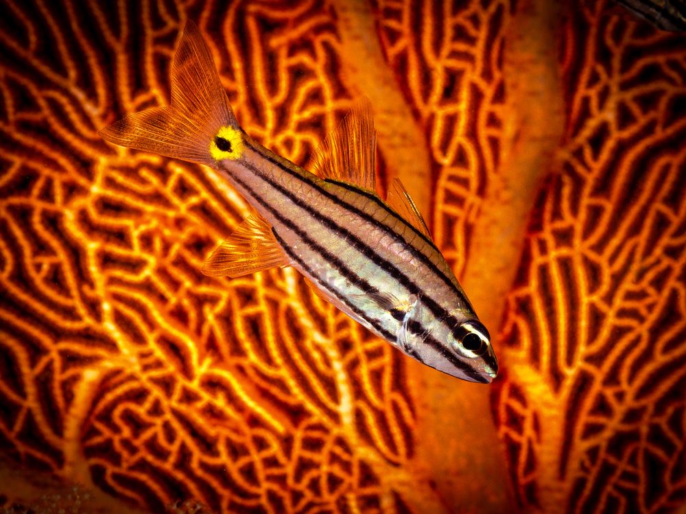 Photograph by Alexander Plakida