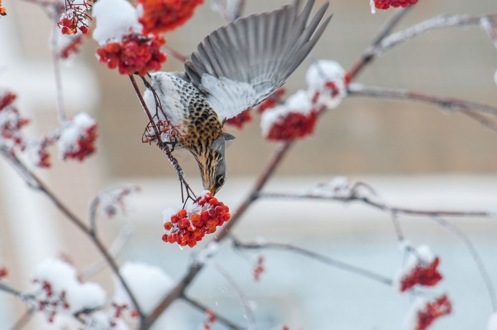 Photograph by Новиков Владимир