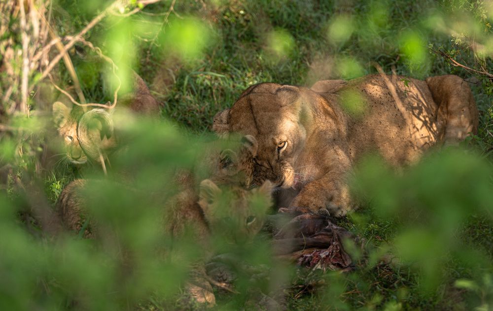 Photograph by Ranjith Kumar