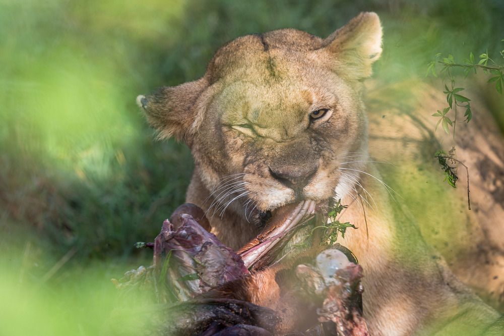 Photograph by Ranjith Kumar