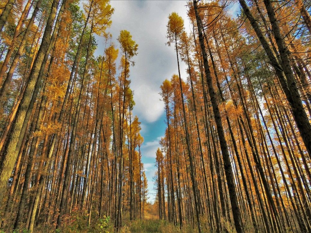 Photograph by НАТАЛЬЯ РОДИНА