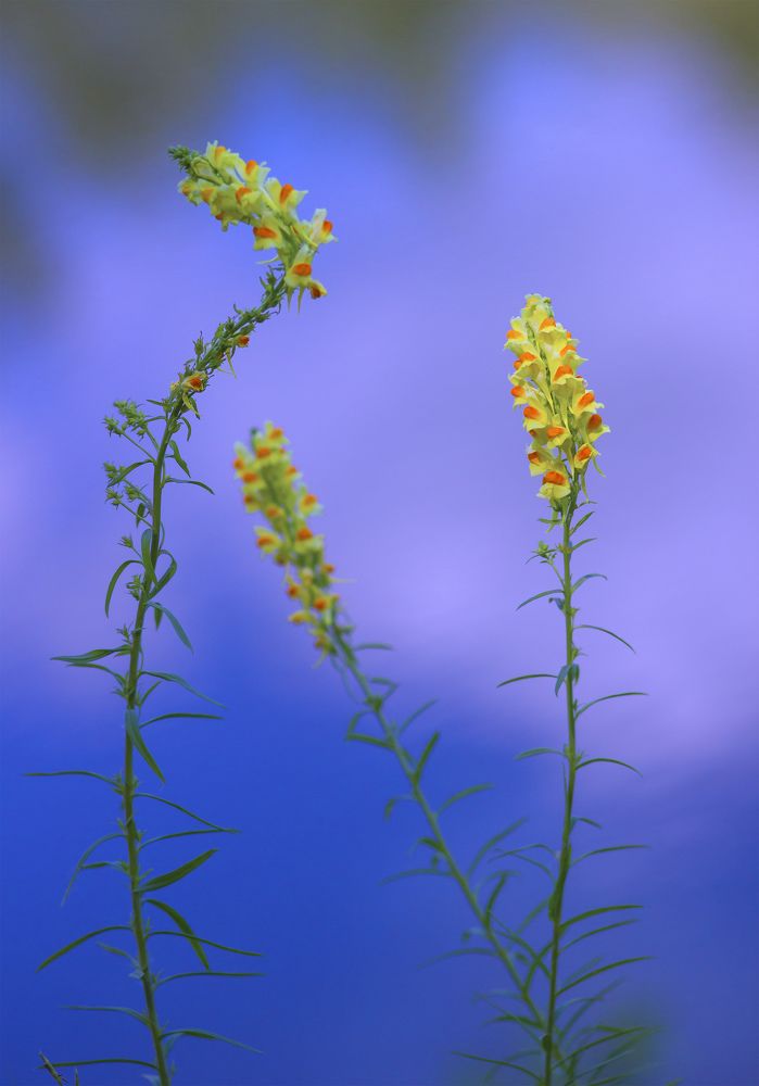 На фоне голубой реки