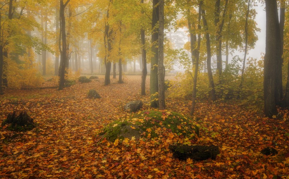 Photograph by Вера Петри