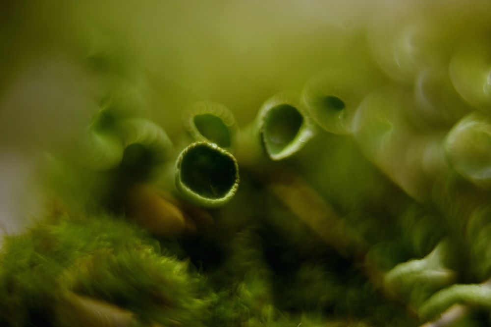 Photograph by Кристина Великанова