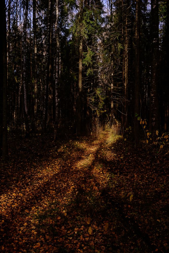 Photograph by Михаил Бронников