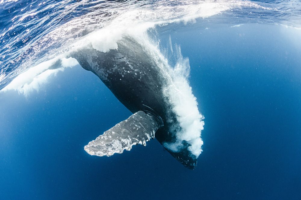 Photograph by KURASHIMA DAISUKE