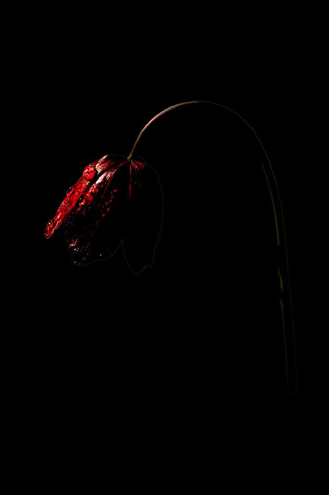 Рябчик шахматный. Метаморфозы