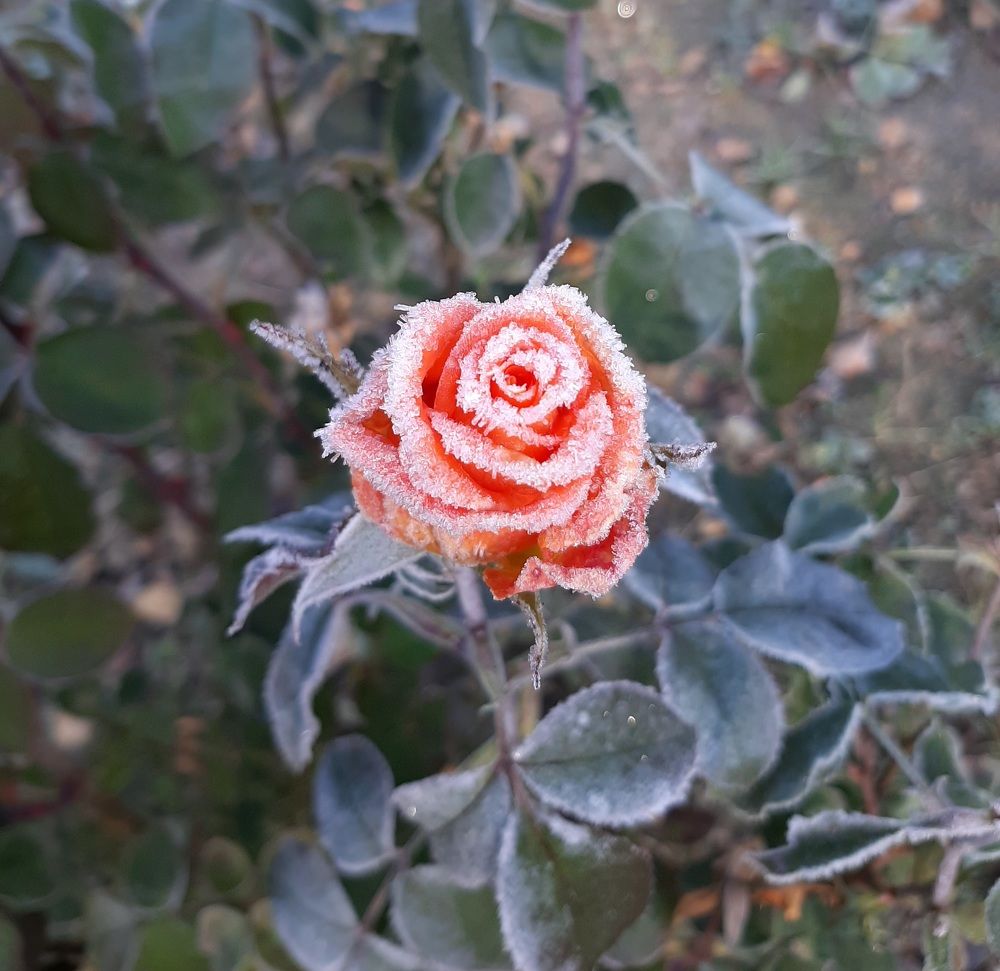 Photograph by Табачкова Татьяна