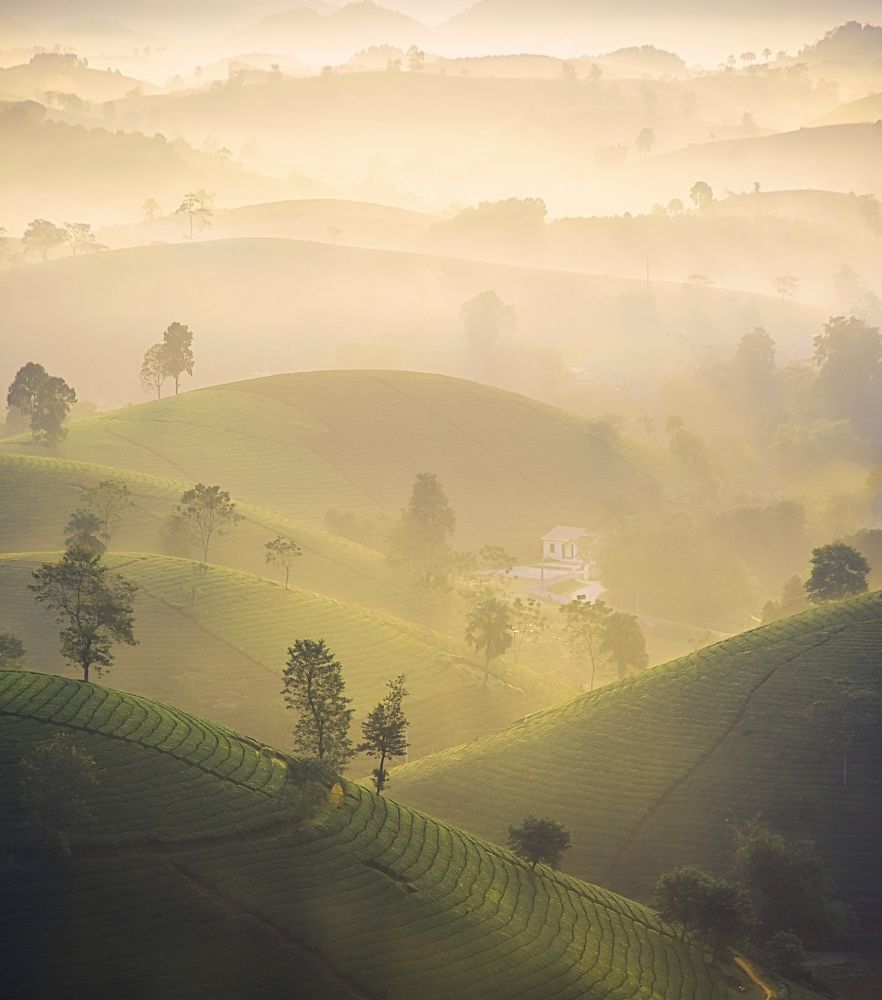 Photograph by Kevin Nguyen