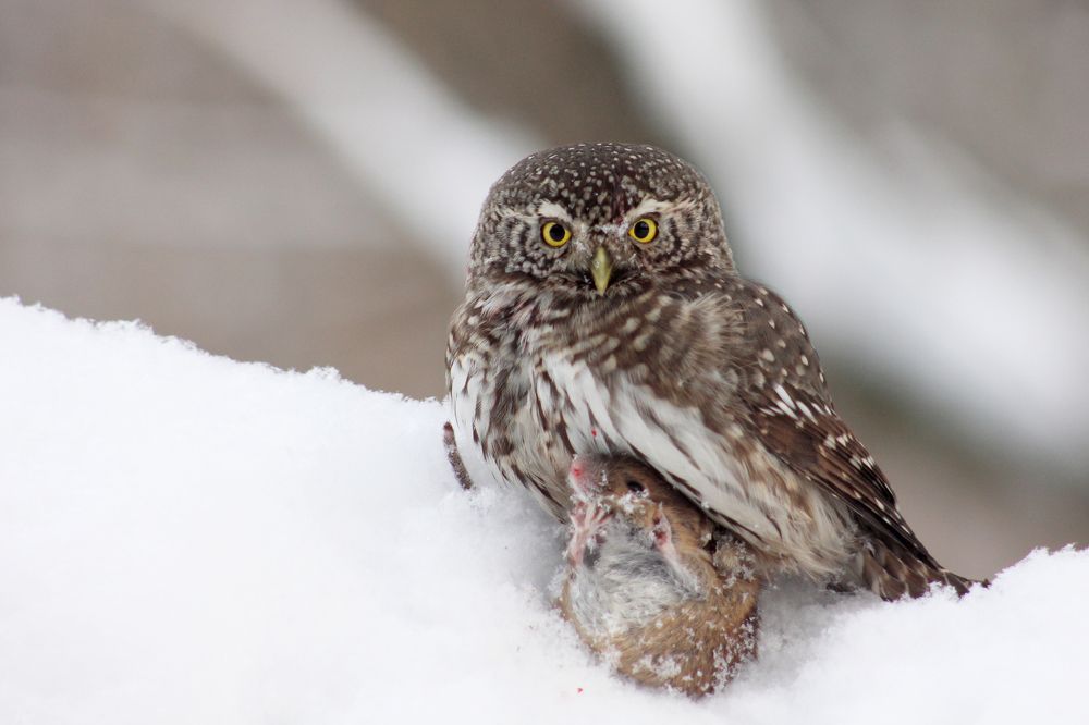 Photograph by Юрий Соколков