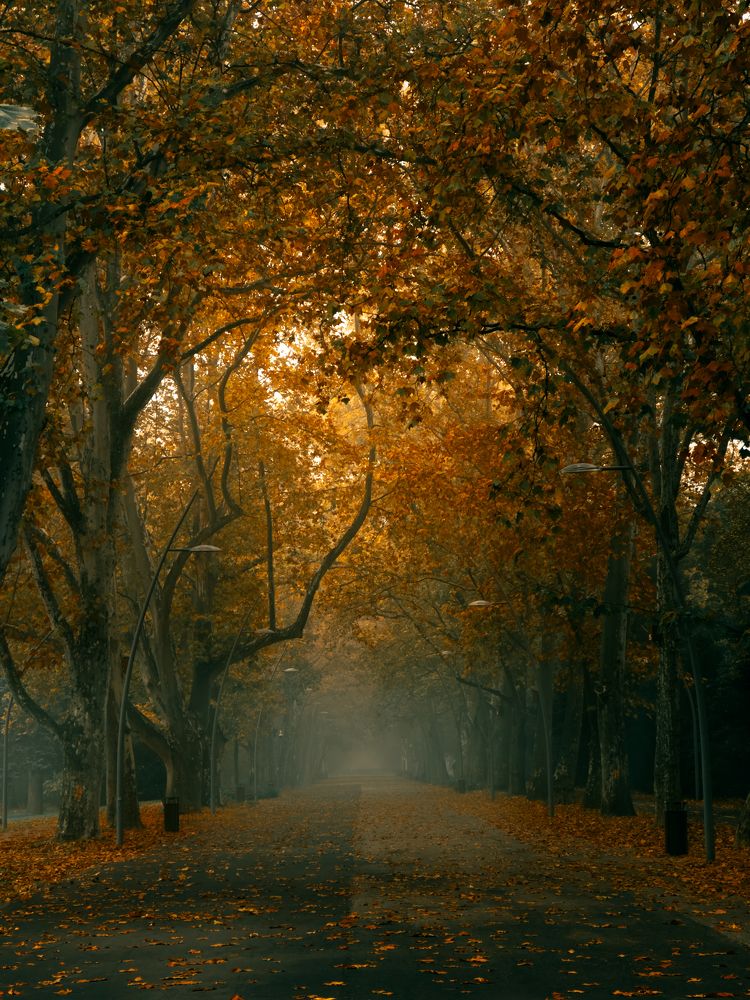 Фотография автора Amir H. Bakhtiari