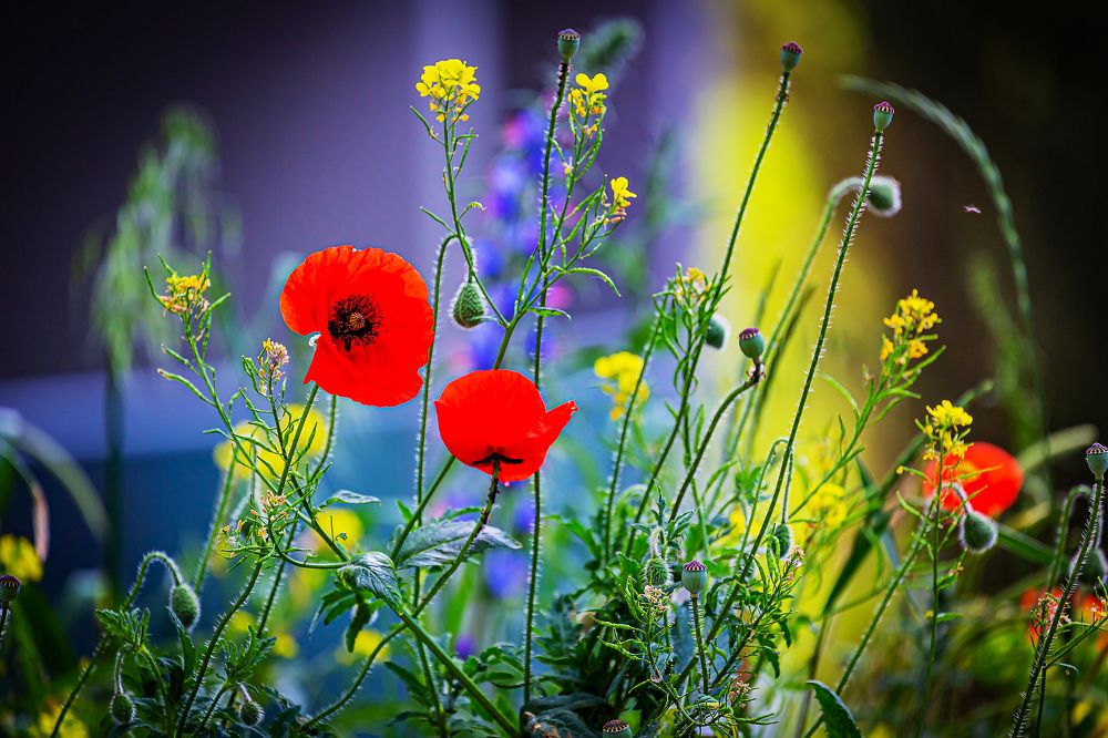 Photograph by Иван Логвинов