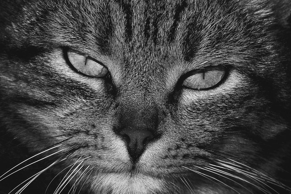 Photograph by Andrea Barlotti