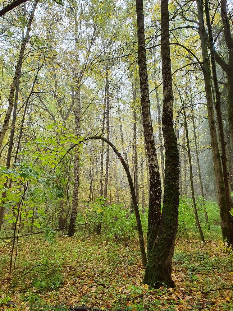 Фотография автора Надежда Лисицына