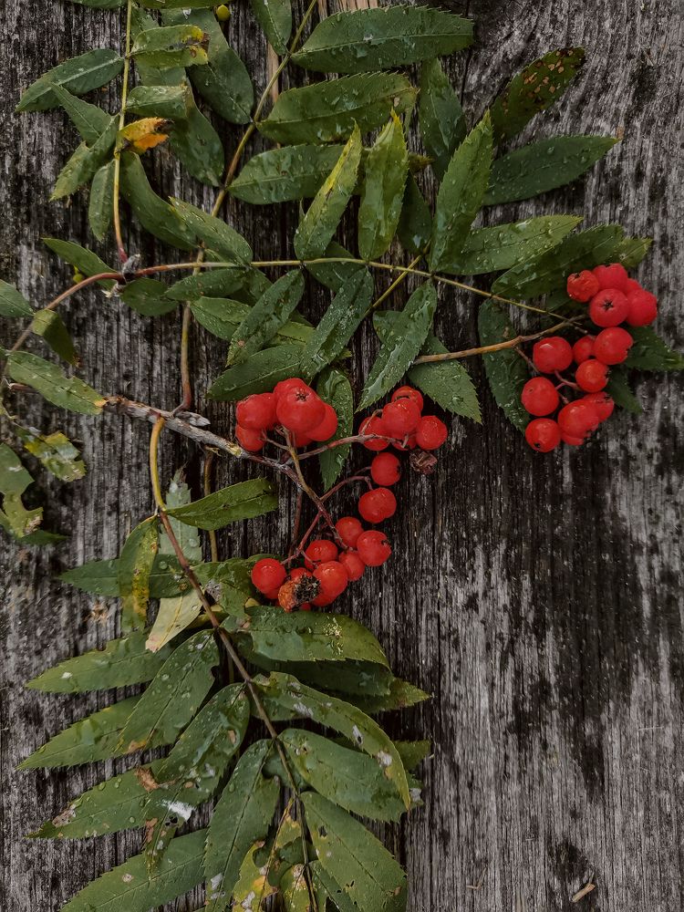 Photograph by Екатерина