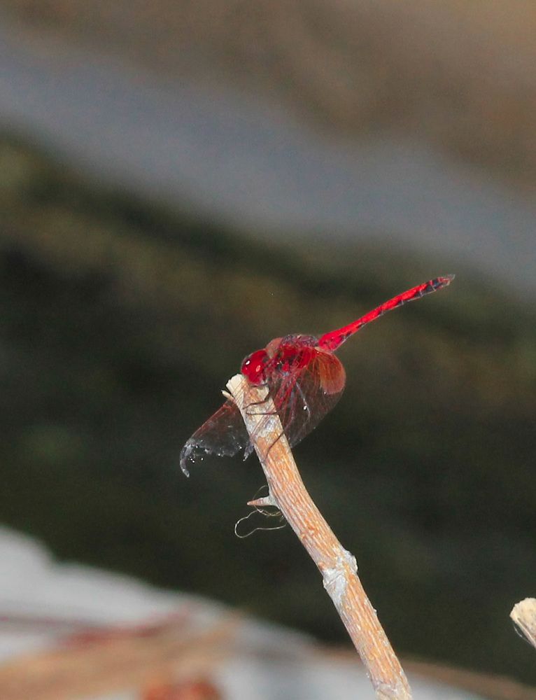 Photograph by Waleed Yousuf Alwahaibi