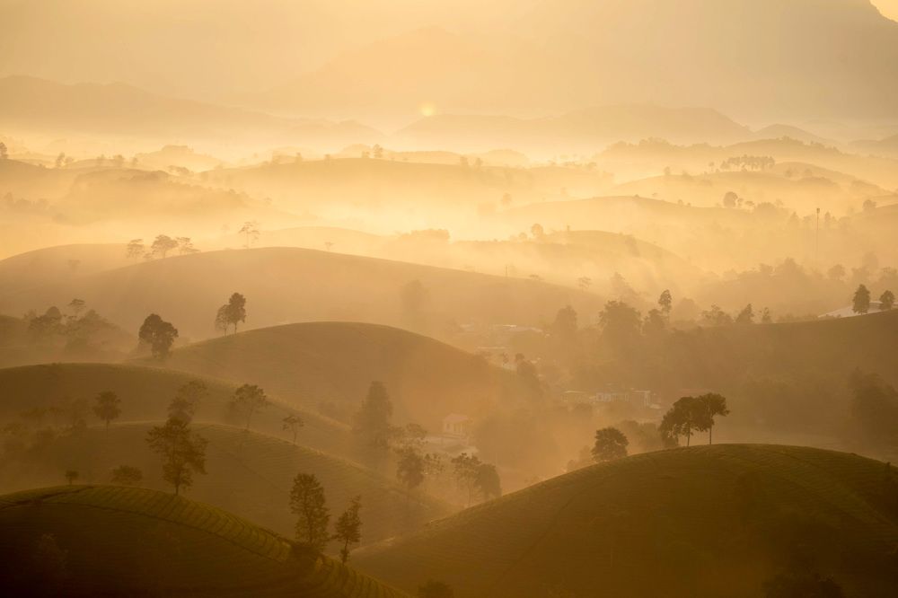 Autumn dew on the tea hill