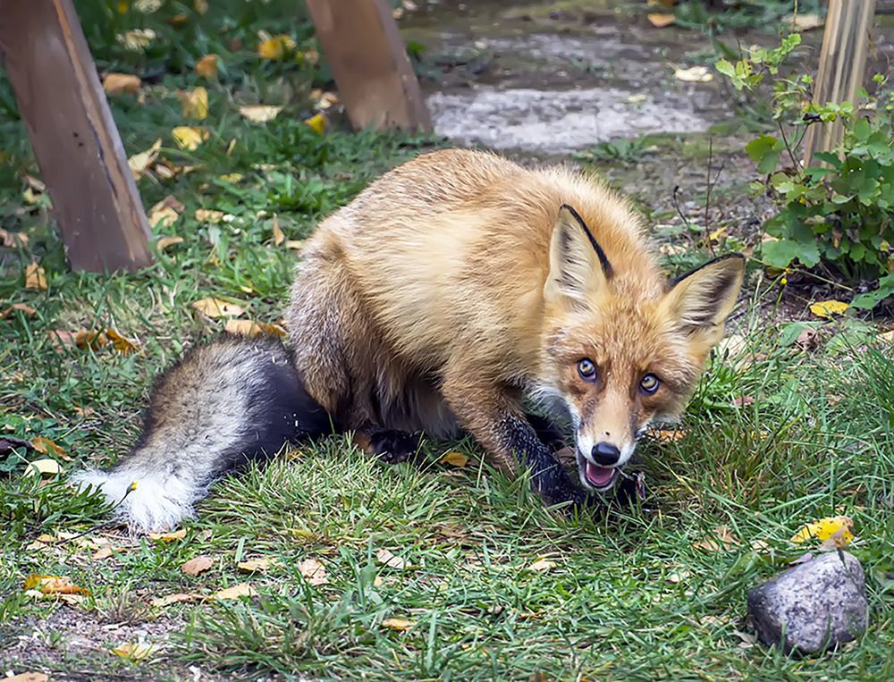 Photograph by Елена Белькова