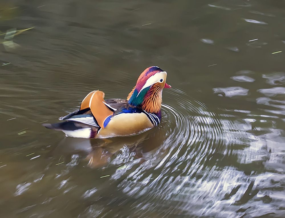 Photograph by Елена Белькова