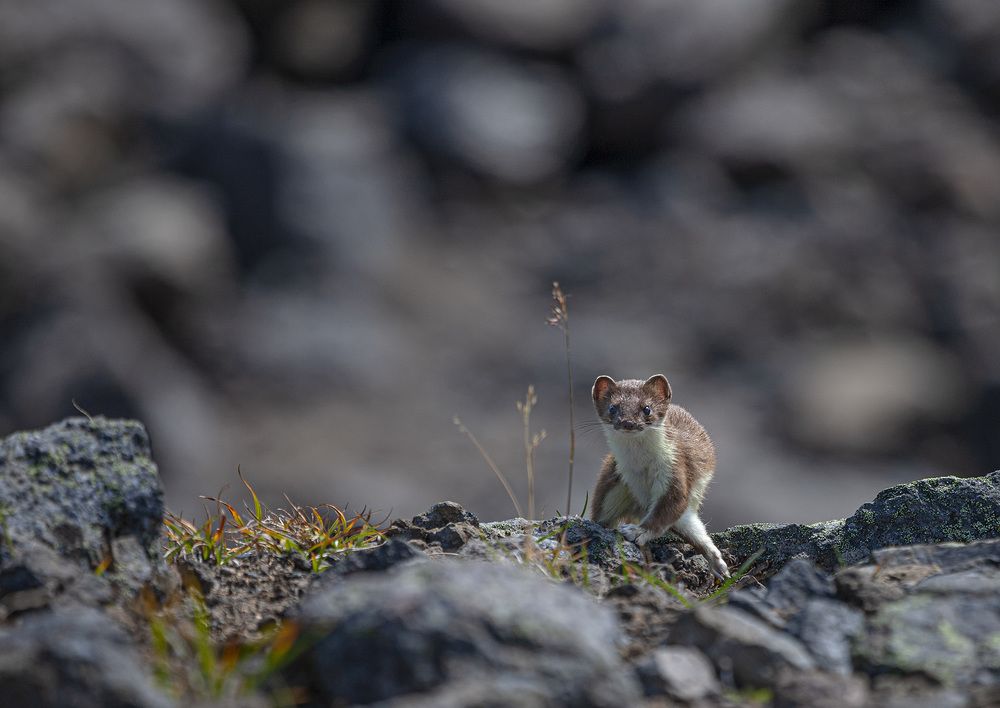 Фотография автора Анатолий Макоедов