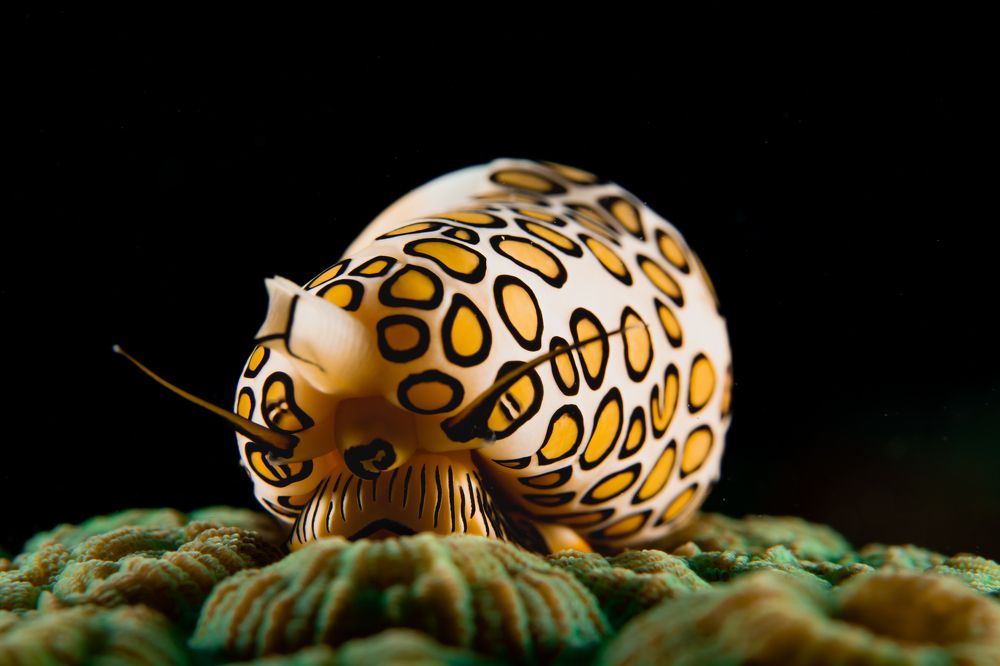 flamingo tongue snail