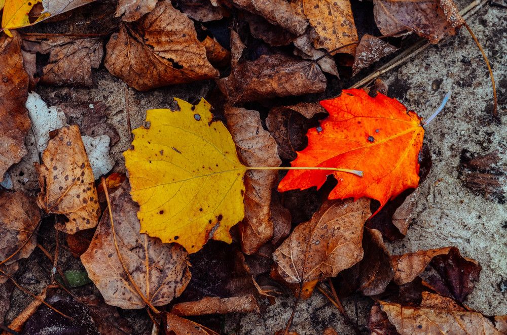 Photograph by Дмитрий Педченко