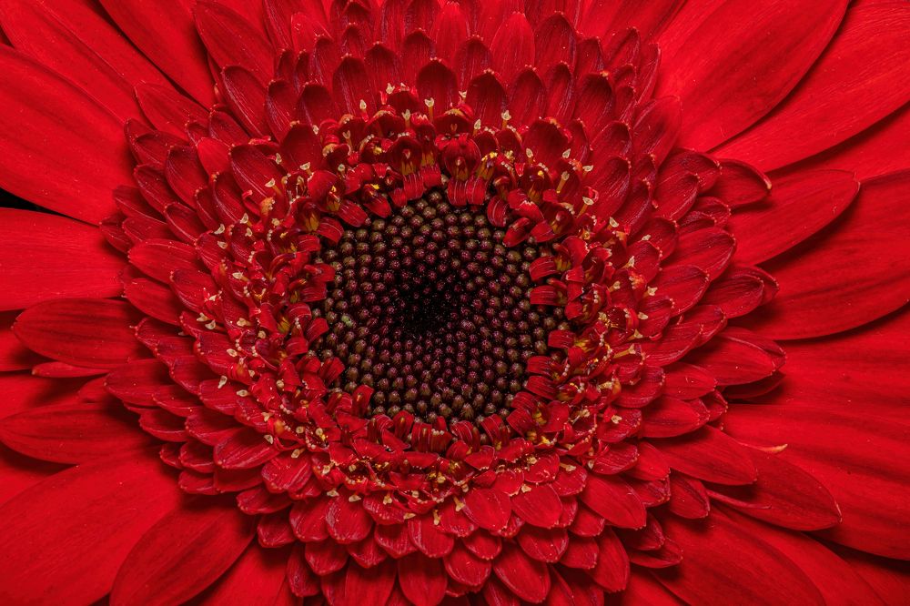 Photograph by Michael Mettier