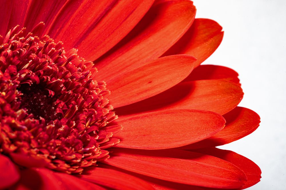 Photograph by Michael Mettier