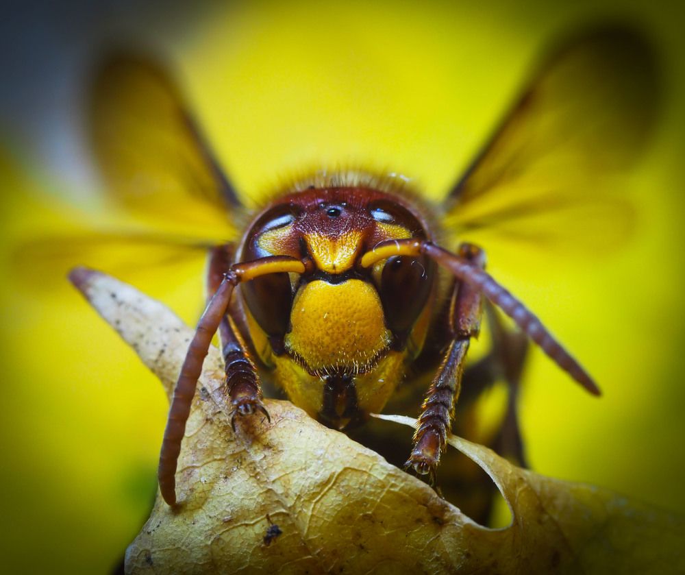 Vespa crabro