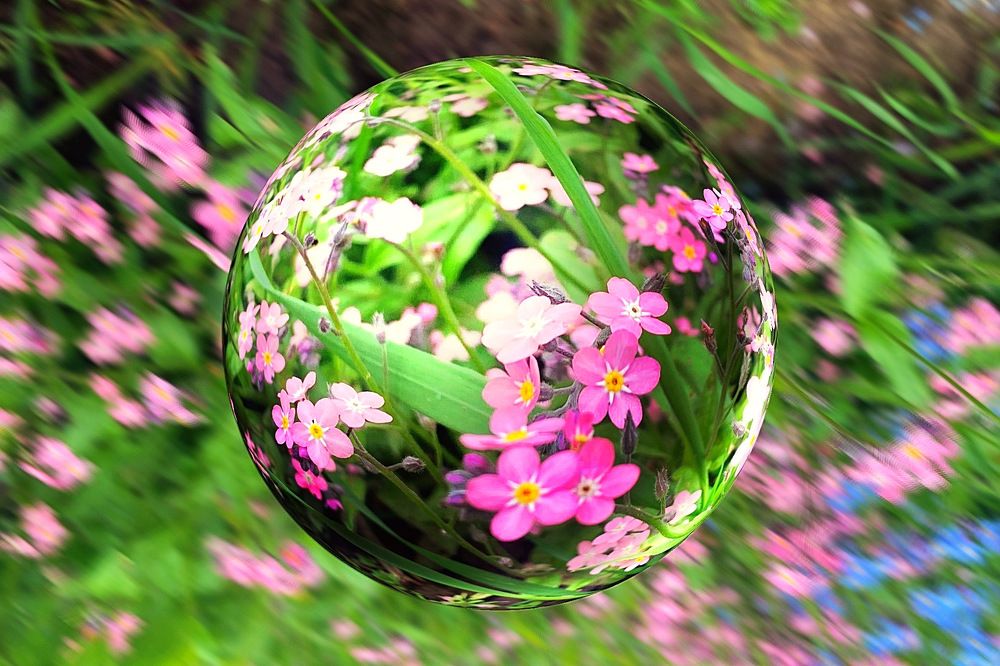 Сфера незабудки.