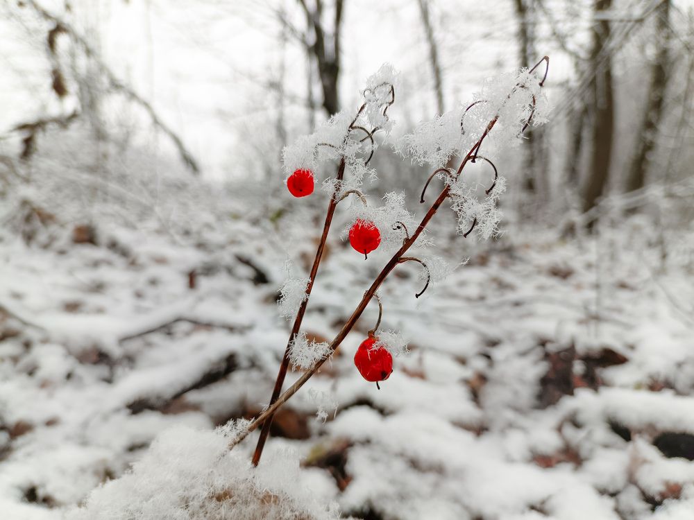 Photograph by Светлана Кондрашова