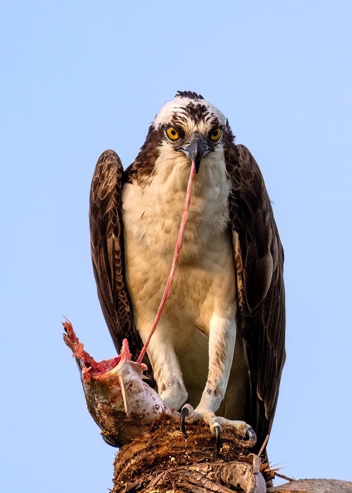 Photograph by Rose-Anne Reyes