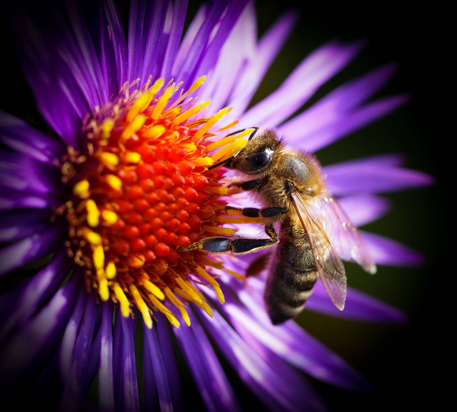 Apis mellifera