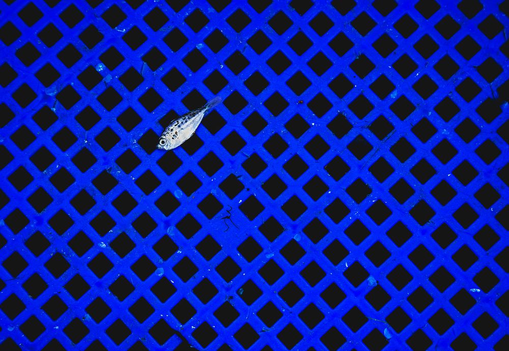 Фотография автора Laddu Sasindu Pramuditha De Silva