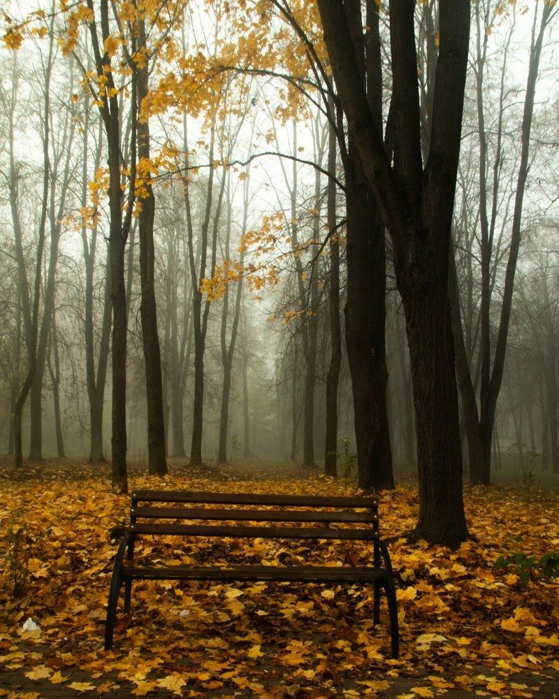 Фотография автора Екатерина Счасная